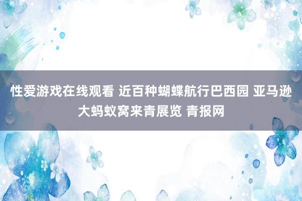 性爱游戏在线观看 近百种蝴蝶航行巴西园 亚马逊大蚂蚁窝来青展览 青报网